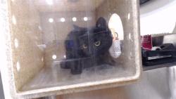 Shelter Stray Unknown Cat last seen Near BLOCK E 47TH AVE, DENVER CO 80249, 1241 W Bayaud Ave, Denver, CO 80223, USA