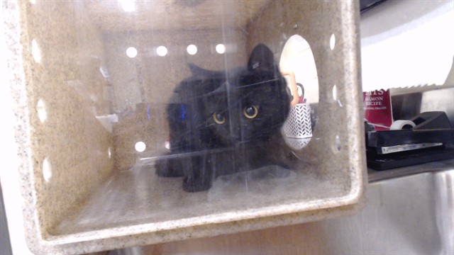 Shelter Stray Unknown Cat last seen Near BLOCK E 47TH AVE, DENVER CO 80249, 1241 W Bayaud Ave, Denver, CO 80223, USA