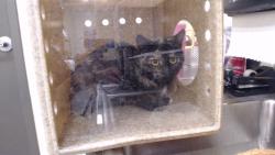 Shelter Stray Unknown Cat last seen Near BLOCK E 47TH AVE, DENVER CO 80249, 1241 W Bayaud Ave, Denver, CO 80223, USA