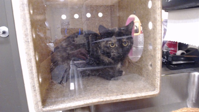 Shelter Stray Unknown Cat last seen Near BLOCK E 47TH AVE, DENVER CO 80249, 1241 W Bayaud Ave, Denver, CO 80223, USA
