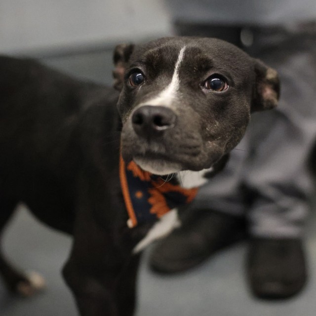 Shelter Stray Male Dog last seen UPLAND AND LONGVIEW, 4710 TX-151, San Antonio, TX 78227, USA