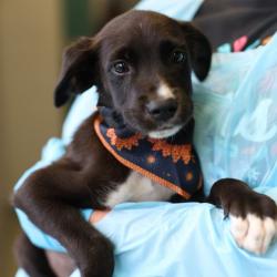 Shelter Stray Male Dog last seen BRONCO BILLY AND SOUTHCROSS RANCH, 4710 TX-151, San Antonio, TX 78227, USA