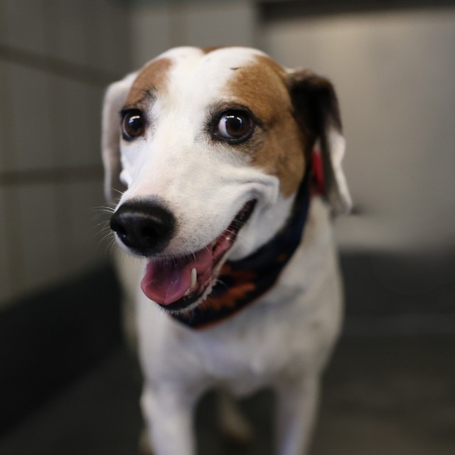 Shelter Stray Female Dog last seen Near BLOCK BARNSLEY, 4710 TX-151, San Antonio, TX 78227, USA