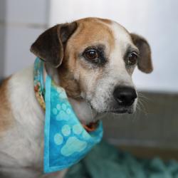 Shelter Stray Female Dog last seen PINN RD, 4710 TX-151, San Antonio, TX 78227, USA