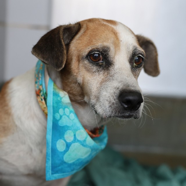 Shelter Stray Female Dog last seen PINN RD, 4710 TX-151, San Antonio, TX 78227, USA