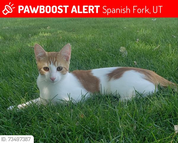 Lost Male Cat last seen Highway 6, Spanish Fork, UT 84660
