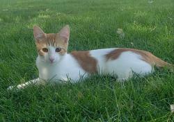 Lost Male Cat last seen Highway 6, Spanish Fork, UT 84660