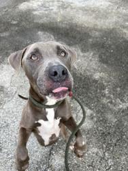 Shelter Stray Male Dog last seen Near BLOCK S BISCAYNE RIVER DR, 3599 NW 79th Ave, Doral, FL 33122, USA