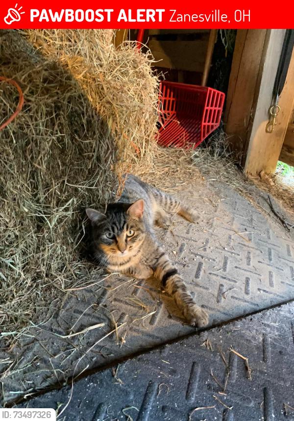 Lost Male Cat last seen Lovers Ln., Zanesville, OH 43701