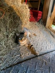 Lost Male Cat last seen Lovers Ln., Zanesville, OH 43701