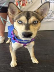 Shelter Stray Male Dog last seen , 1850 W 60th St, Los Angeles, CA 90047, USA