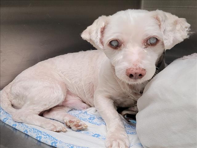 Shelter Stray Male Dog last seen , 1850 W 60th St, Los Angeles, CA 90047, USA