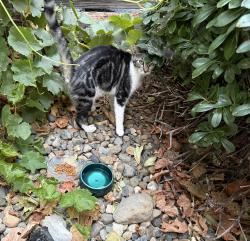 Found/Stray Unknown Cat last seen Leland, Pittsburg, CA 94565