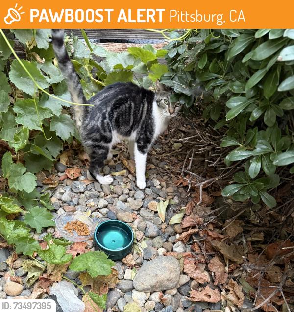 Found/Stray Unknown Cat last seen Leland, Pittsburg, CA 94565