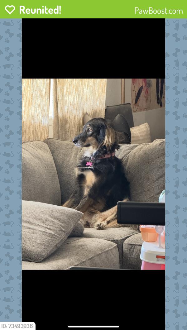 Reunited Female Dog last seen 4352–4378 N Rubicon Ave Phoenix, AZ 85018 United States, Phoenix, AZ 85018
