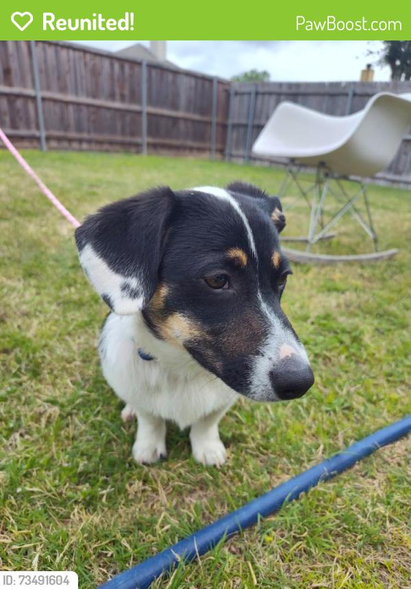 Reunited Female Dog last seen Cherry Hill Ln, Lewisville, TX 75067, USA, Lewisville, TX 75067