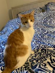 Lost Male Cat last seen woodstock st and calument, right by bus way, Pittsburgh, PA 15218