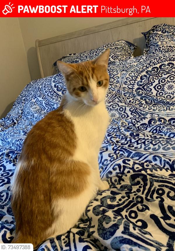 Lost Male Cat last seen woodstock st and calument, right by bus way, Pittsburgh, PA 15218