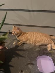 Found/Stray Unknown Cat last seen North creek crossings, Chico, CA 95928