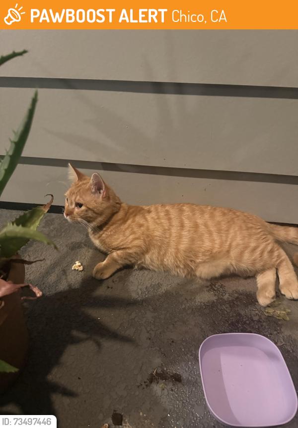 Found/Stray Unknown Cat last seen North creek crossings, Chico, CA 95928