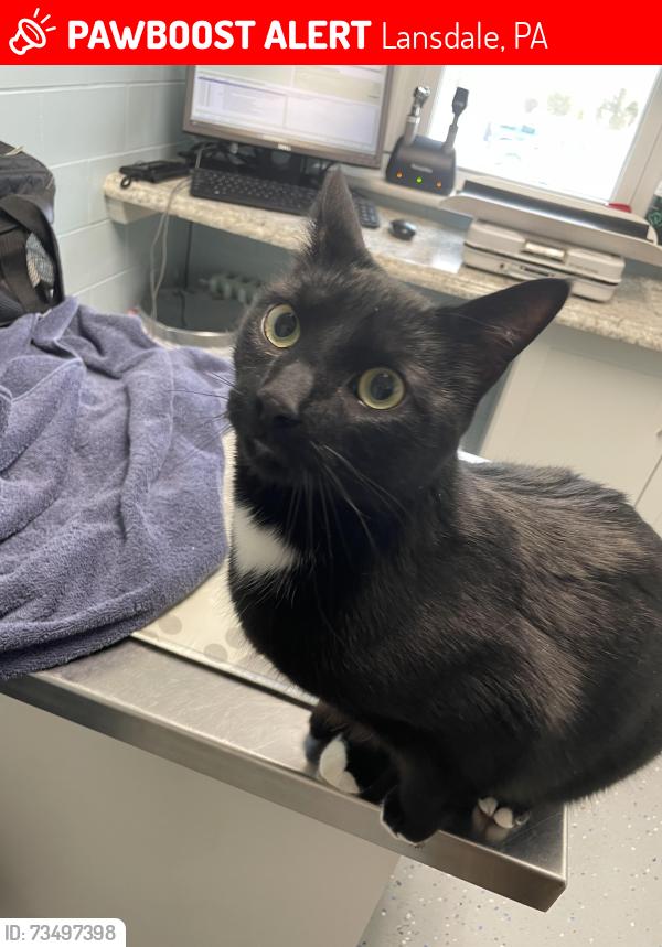 Lost Male Cat last seen Mt. Vernon st, Lansdale, PA 19446