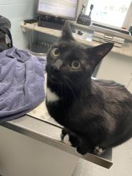 Lost Male Cat last seen Mt. Vernon st, Lansdale, PA 19446