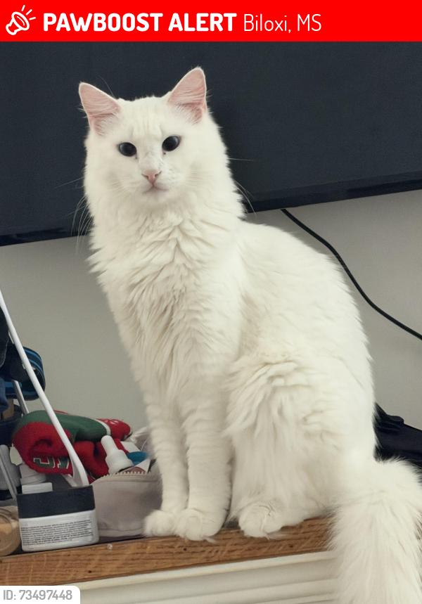 Lost Male Cat last seen Popps ferry rd, Sherwood village, Biloxi, MS 39532