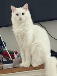 Lost Male Cat last seen Popps ferry rd, Sherwood village, Biloxi, MS 39532