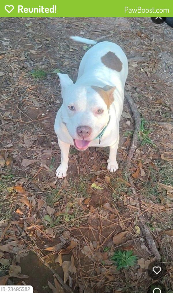 Reunited Female Dog last seen Davis heating and air, Spartanburg County, SC 29303