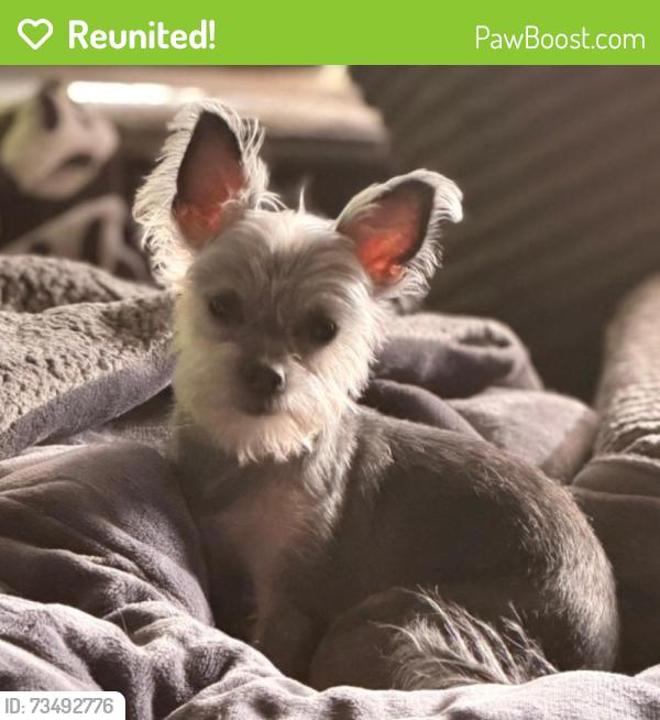 Reunited Female Dog last seen Harriet ave and John f kennedy, Moreno Valley, CA 92551