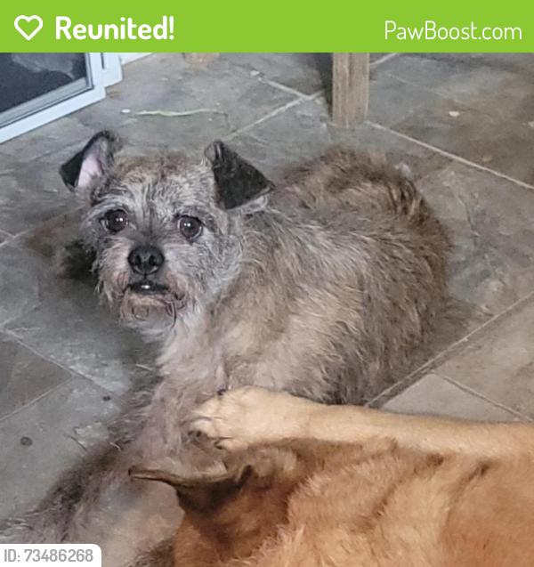 Reunited Male Dog last seen Dennis street area, Irving, TX 75062