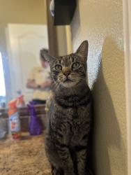 Lost Male Cat last seen Clark st & nandina Ave., Perris, CA 92570