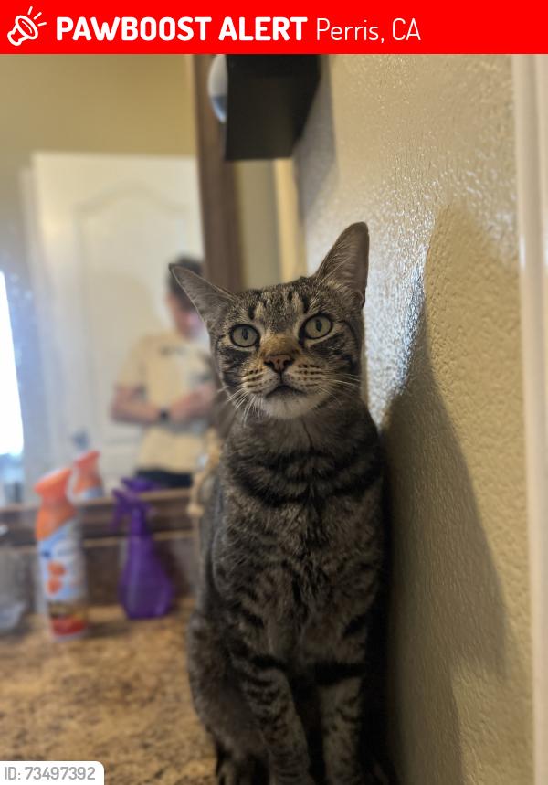 Lost Male Cat last seen Clark st & nandina Ave., Perris, CA 92570