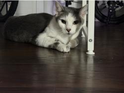 Reunited Male Cat last seen Jefferson and Magnolia, Riverside, CA 92504