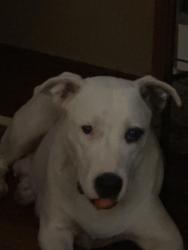 Lost Female Dog last seen Near FM 2798, Saratoga, TX 77585