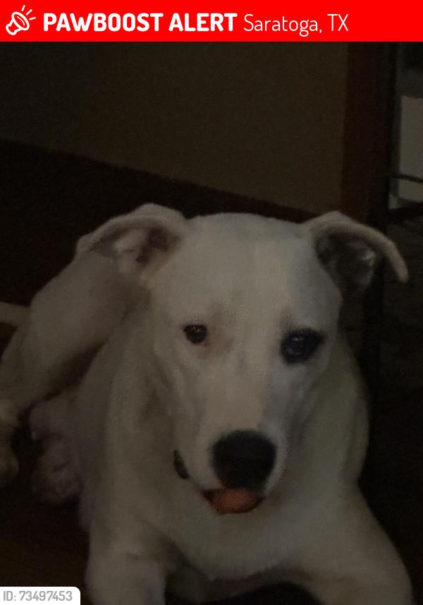 Lost Female Dog last seen Near FM 2798, Saratoga, TX 77585