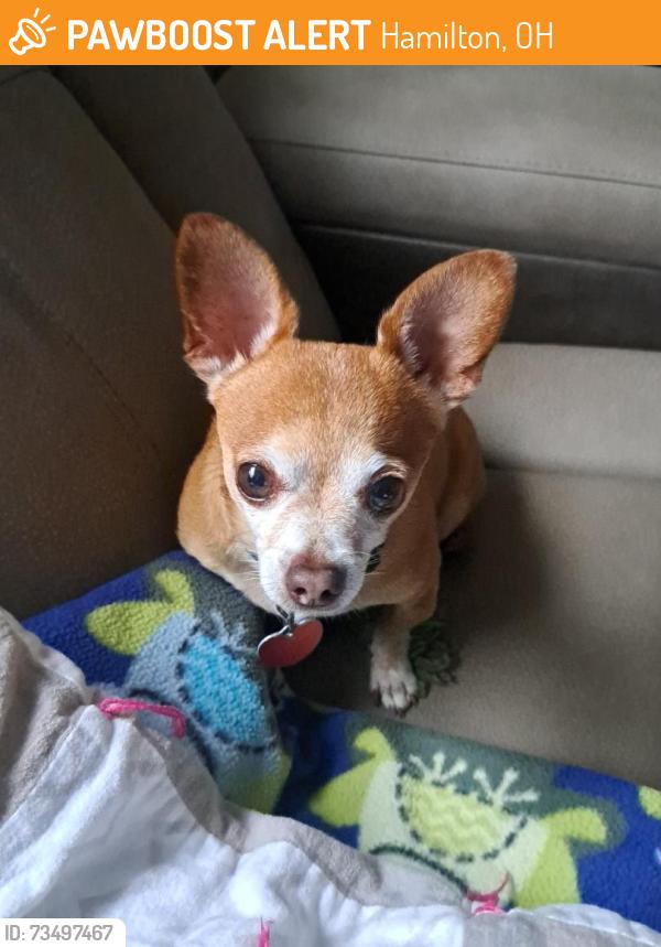 Found/Stray Male Dog last seen Prytania and Cereal Ave, Hamilton, OH 45011