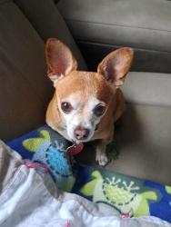 Found/Stray Male Dog last seen Prytania and Cereal Ave, Hamilton, OH 45011