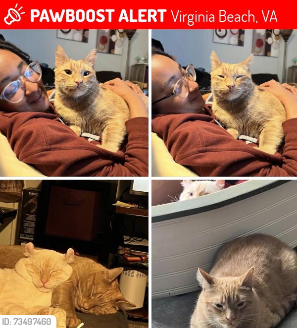 Lost Male Cat last seen East Hastings, Virginia Beach, VA 23462