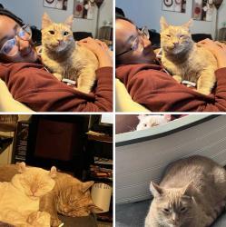 Lost Male Cat last seen East Hastings, Virginia Beach, VA 23462