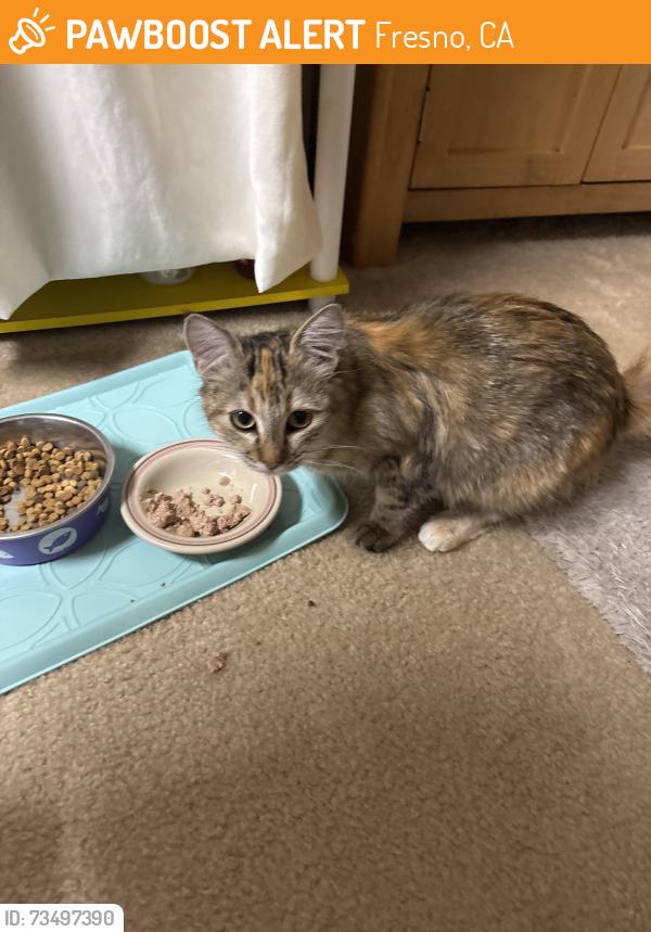 Found/Stray Female Cat last seen Ashcroft and First, Fresno, CA 93726