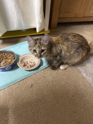 Found/Stray Female Cat last seen Ashcroft and First, Fresno, CA 93726