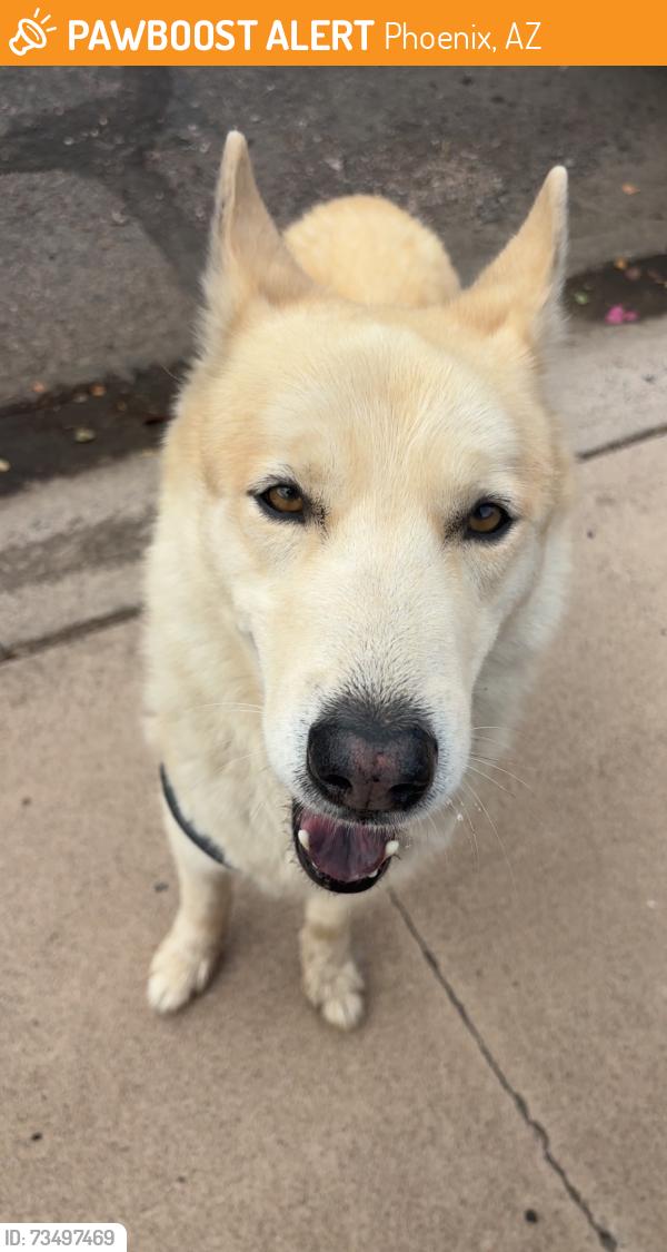 Found/Stray Male Dog last seen W flower St & N 37th Dr, Phoenix, AZ 85019