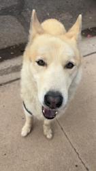 Found/Stray Male Dog last seen W flower St & N 37th Dr, Phoenix, AZ 85019