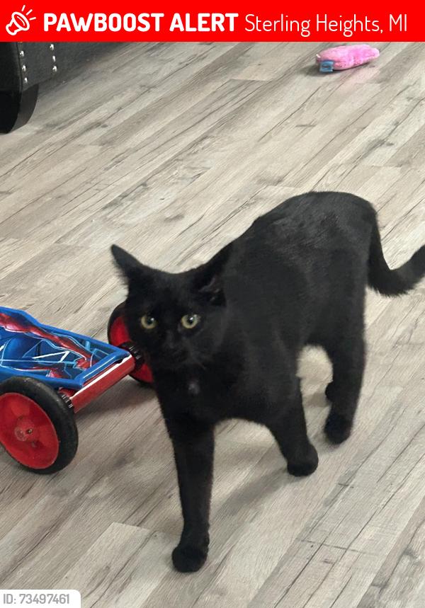 Lost Female Cat last seen Sterling woods cndmniums, Sterling Heights, MI 48312