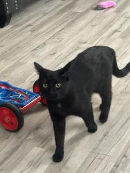 Lost Female Cat last seen Sterling woods cndmniums, Sterling Heights, MI 48312