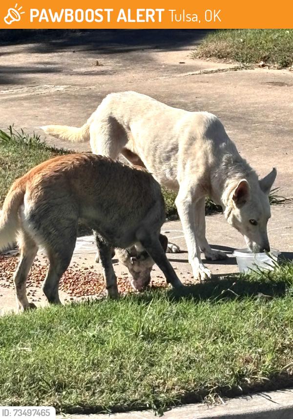 Found/Stray Unknown Dog last seen 74th E. AVE. and 55th St., Tulsa, OK 74145
