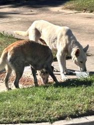 Found/Stray Unknown Dog last seen 74th E. AVE. and 55th St., Tulsa, OK 74145