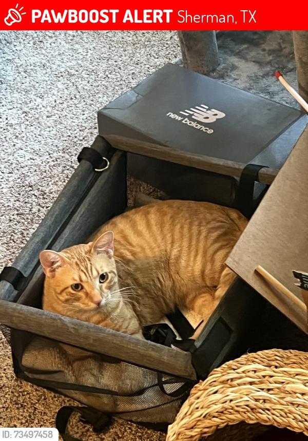 Lost Male Cat last seen Shepherd & Stark Lane, Sherman, TX 75090