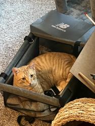 Lost Male Cat last seen Shepherd & Stark Lane, Sherman, TX 75090